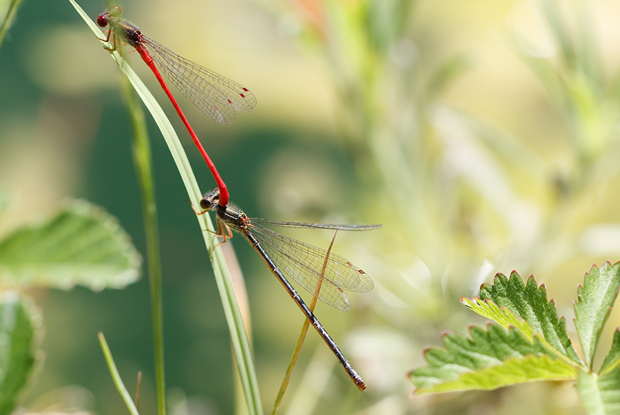 Ceriagrion tenellum, femmina forma scura